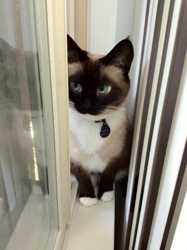 Cat MTk0NTk5Nw