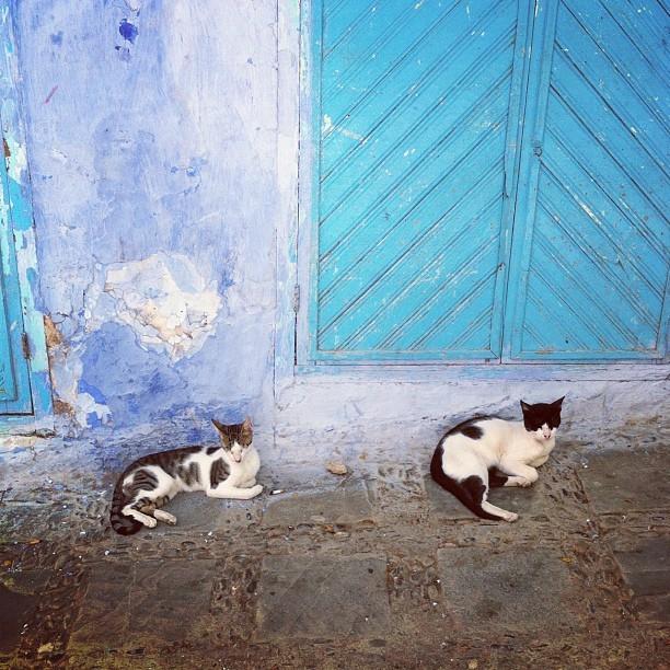 Cat MTk0NjI2Mg