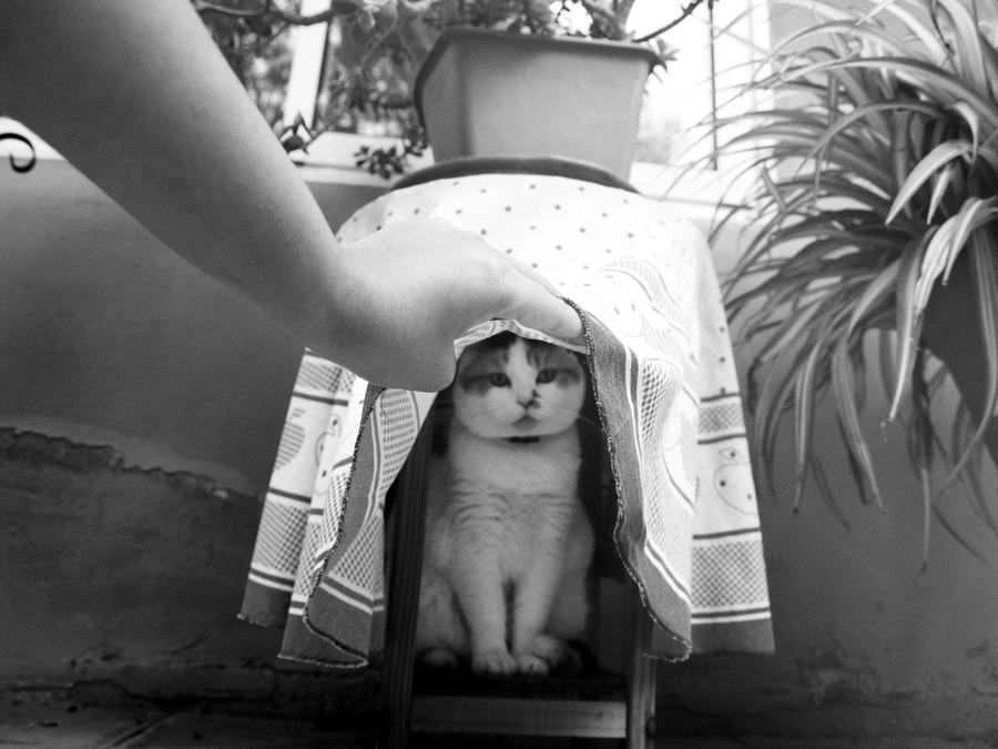 Cat MTk1MTk2OA