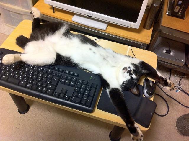 Cat MTk1NDM2NA