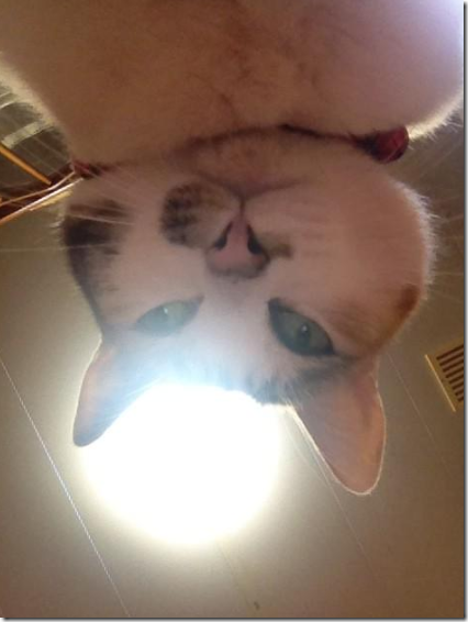 Cat MTk1NTUyNg