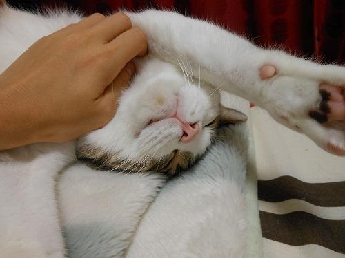 Cat MTk1NjM4MA