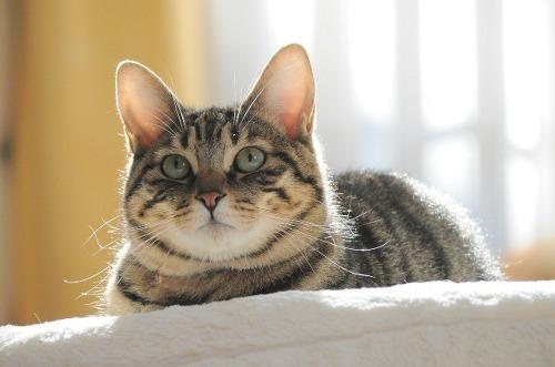 Cat MTk1NjcyNg