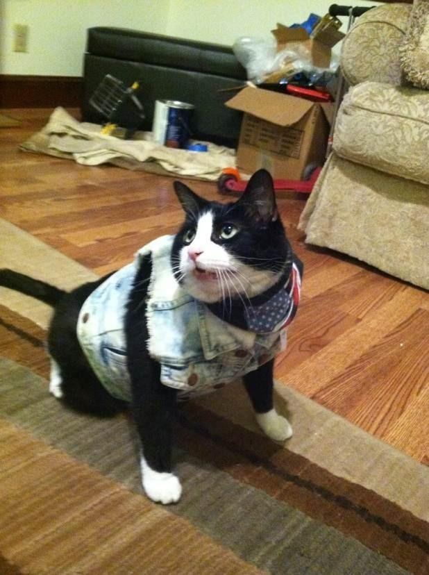 Cat MTk1NjgxNQ