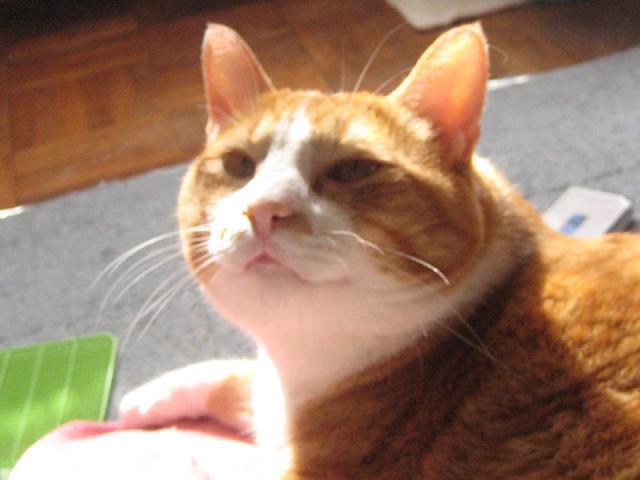 Cat MTk1ODQzNw