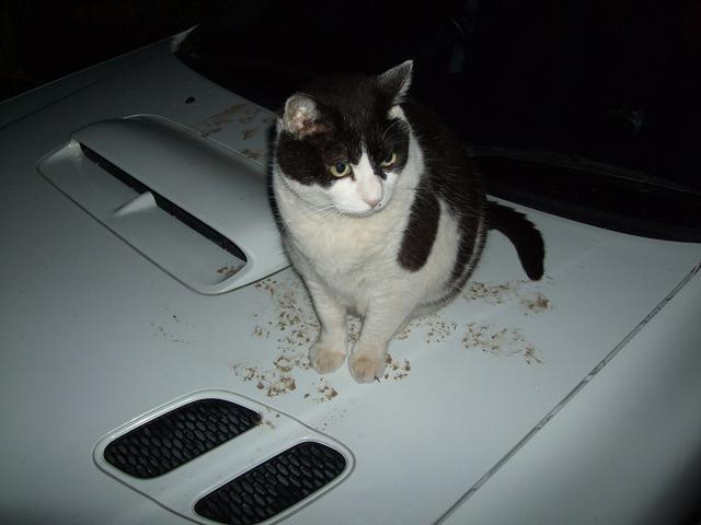 Cat MTk1ODY2Mw