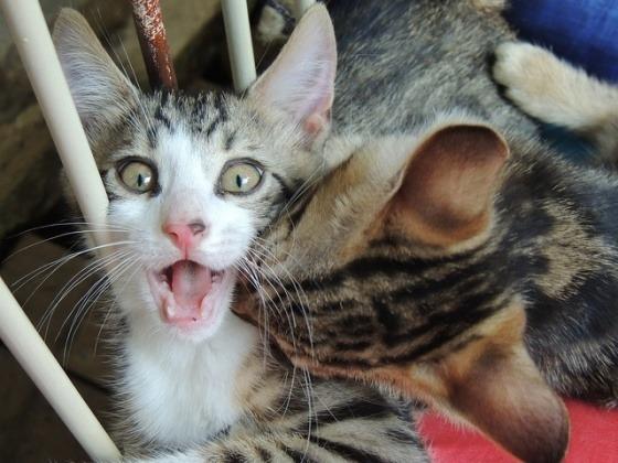 Cat MTk2MDEwNQ
