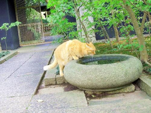 Cat MTk2NTA3Nw