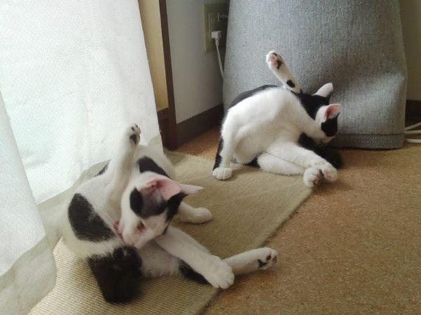 Cat MTk2NTUzNg