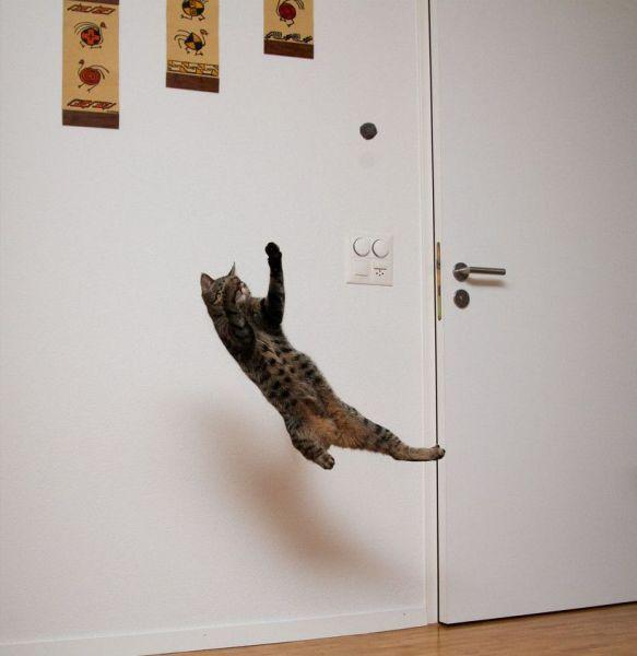 Cat MTk2Nzc5Ng