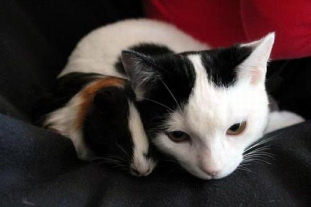 Cat MTk2ODA1NQ