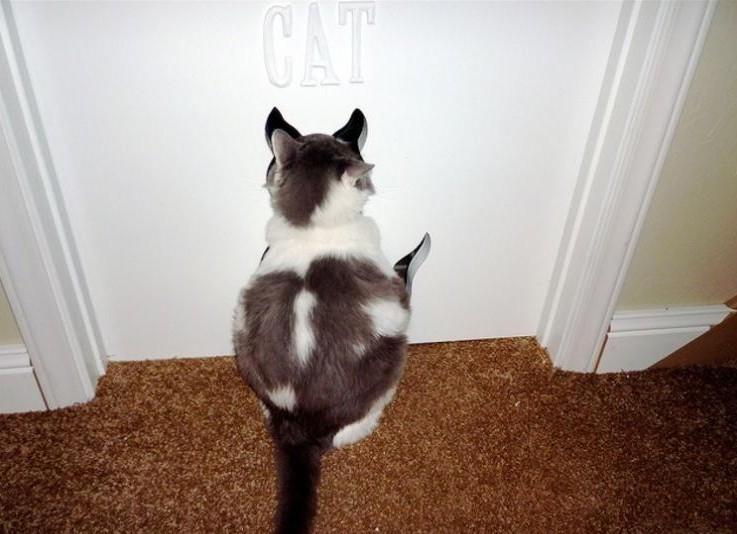 Cat MTk3MDcwNA