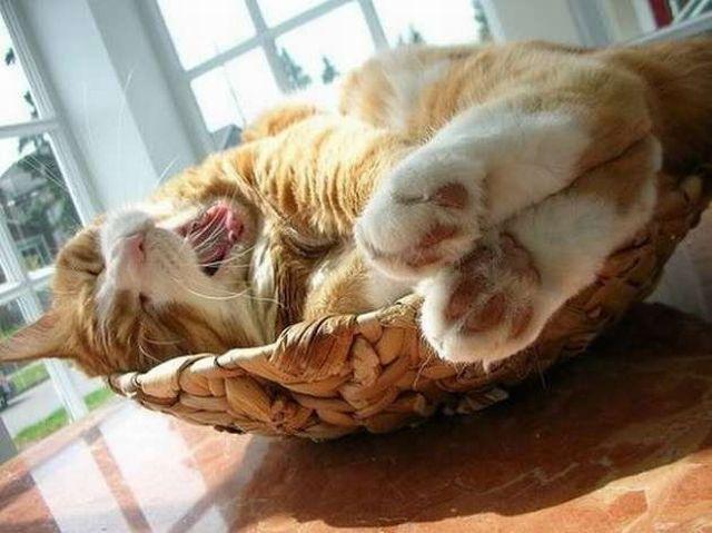 Cat MTk3MTcwNw