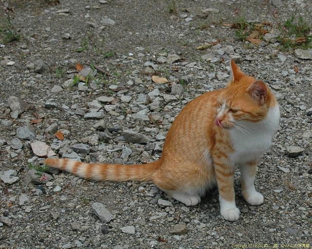 Cat MTk3MjE1Mw