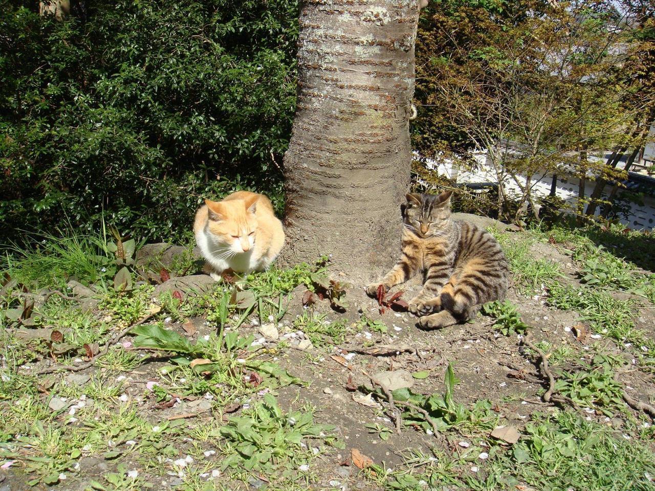 Cat MTk3MjQ2NA