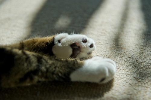 Cat MTk3NDY2Mg