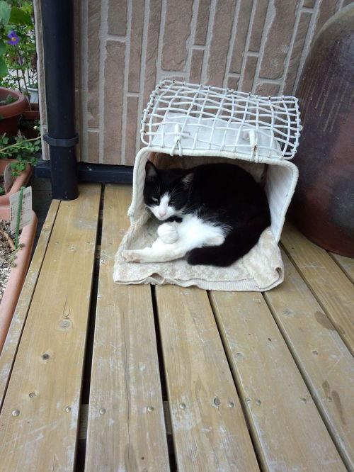 Cat MTk3NDc4MQ