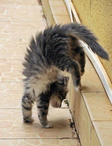 Cat MTk3NTA0OA