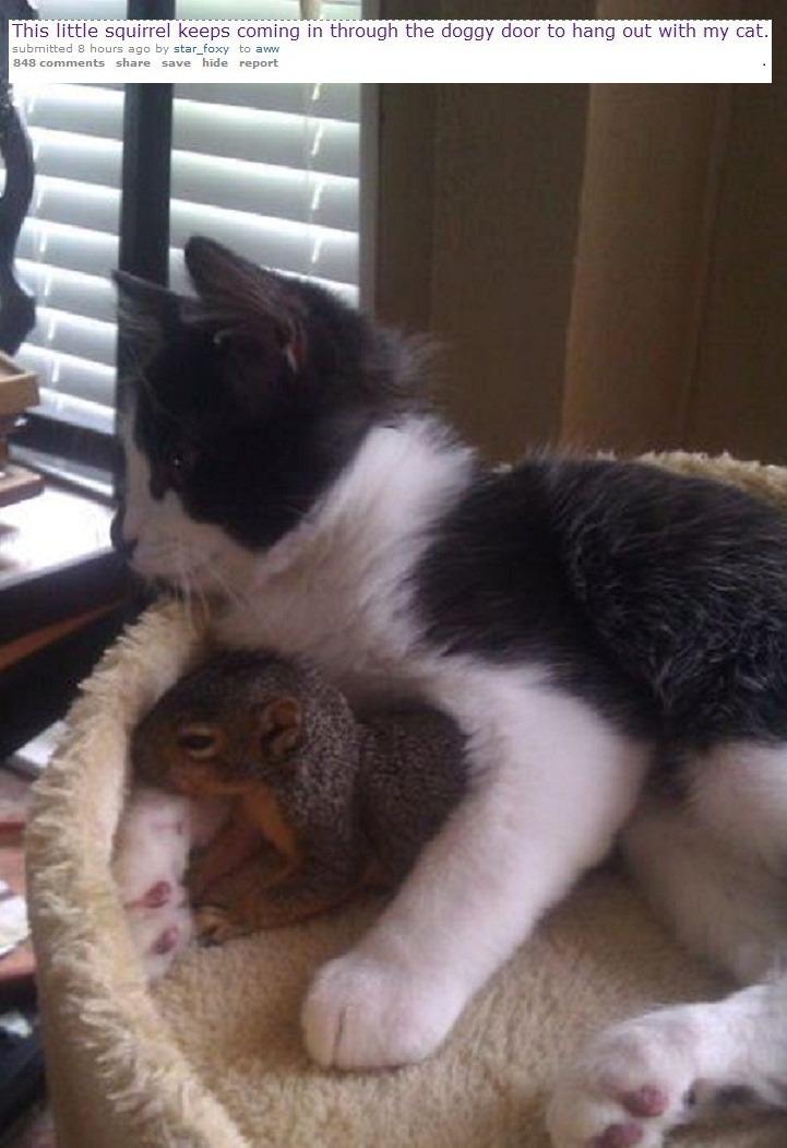 Cat MTk3NjM0NQ