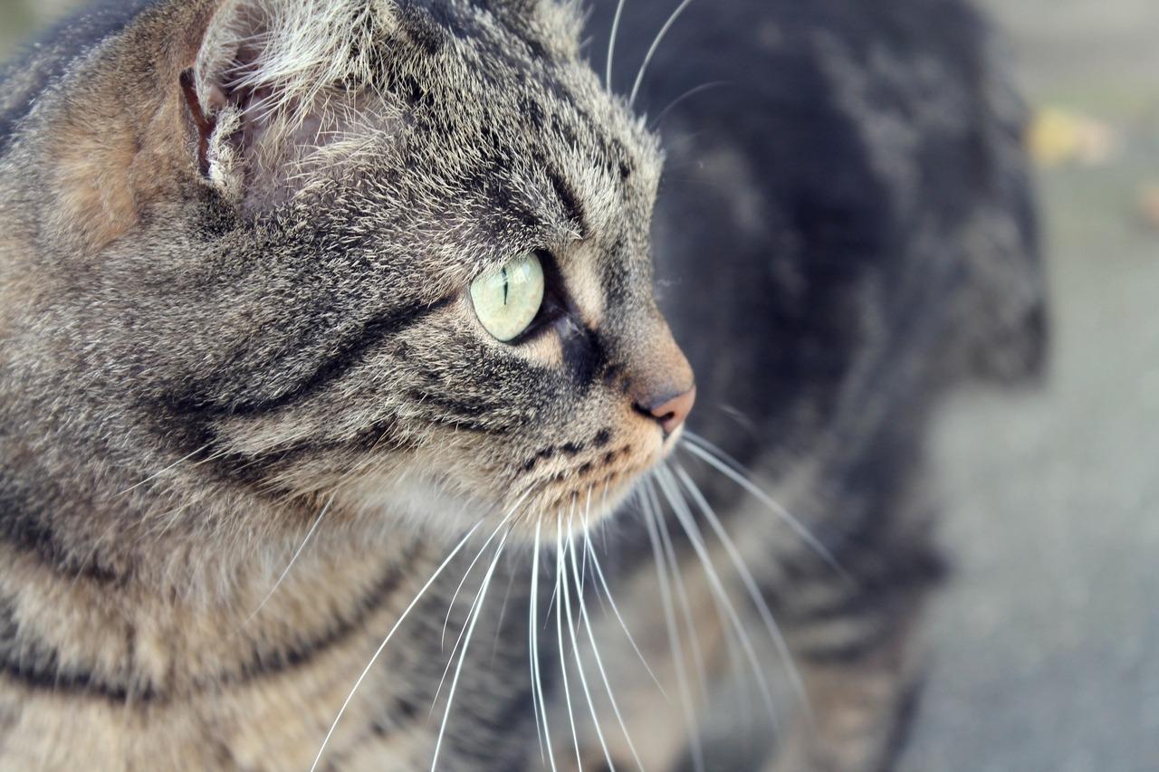 Cat MTk3NzI4OQ