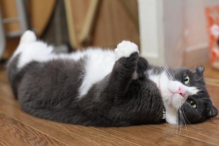 Cat MTk3NzY4NQ