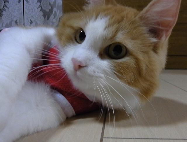 Cat MTk3ODQ2NQ
