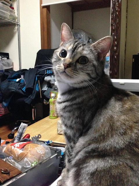 Cat MTk3ODU4MQ