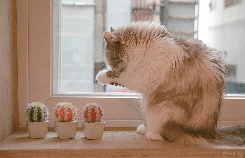 Cat MTk3OTQ4Ng