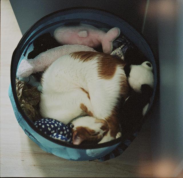 Cat MTk3OTg4OA