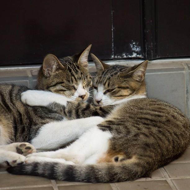 Cat MTk4MTkyMg