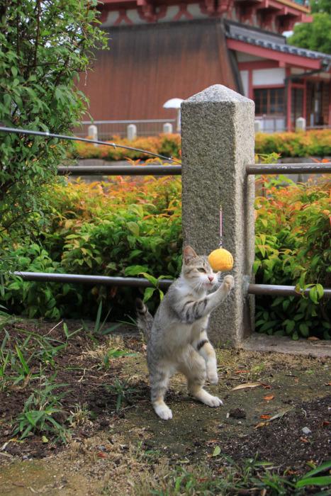 Cat MTk4NTc0NQ