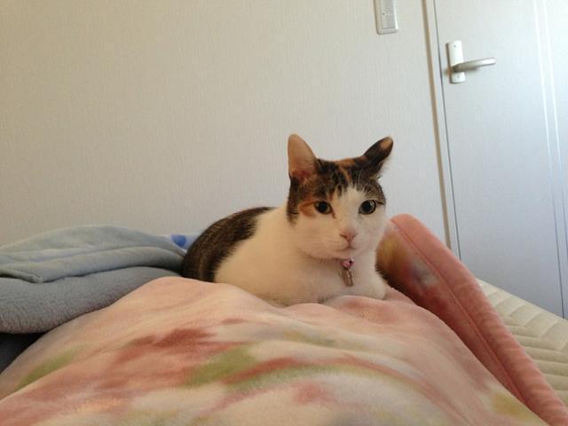 Cat MTk4NjE3NQ