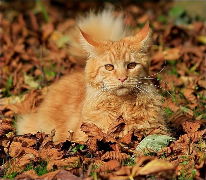 Cat MTk4OTAxMA