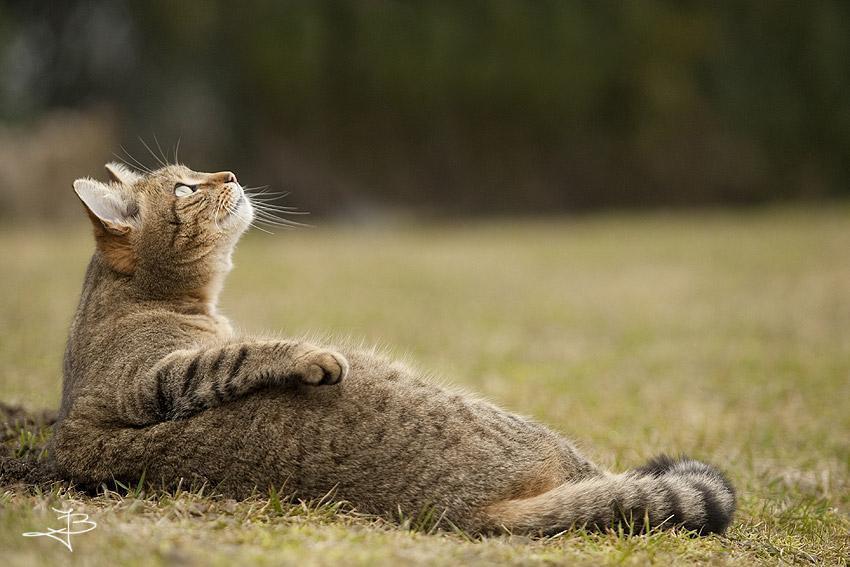 Cat MTk5MjU2Nw
