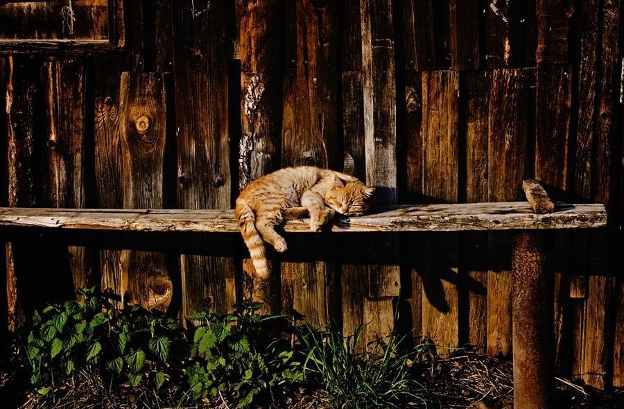 Cat MTk5MzMzNQ