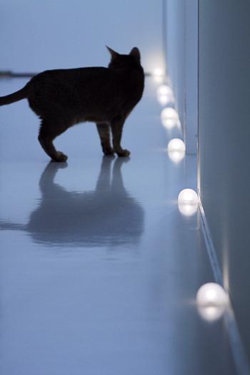 Cat MTk5NDQ1NQ