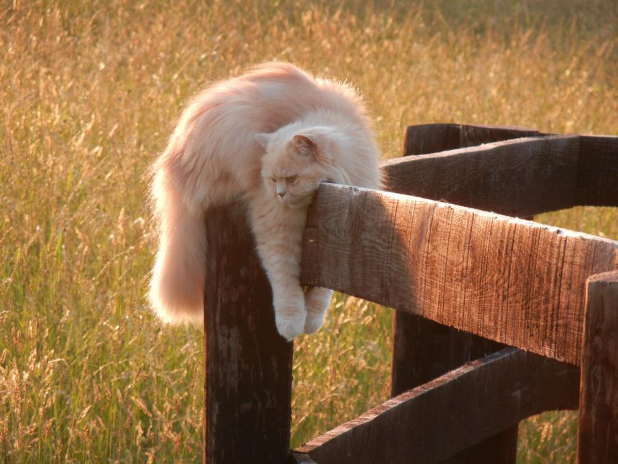 Cat MTk5NDY0MQ