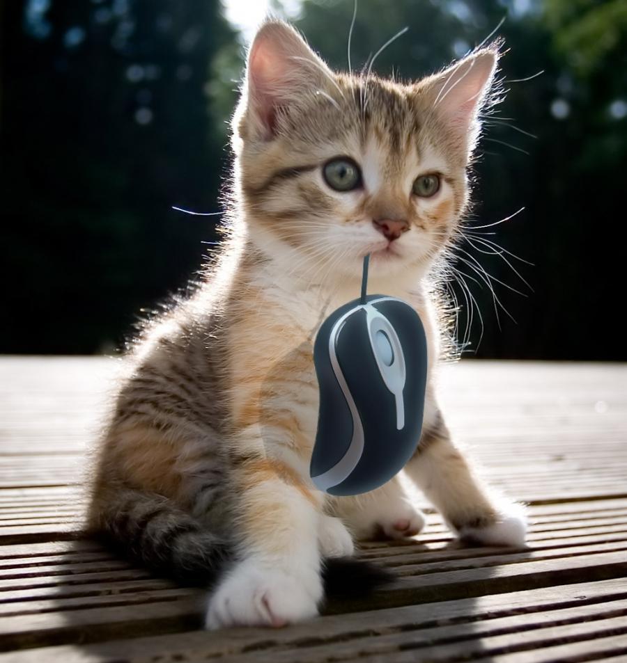 Cat MTk5NTYyNw