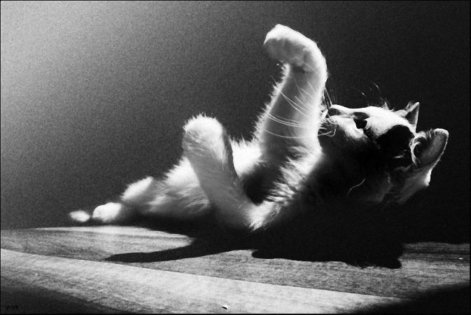 Cat MTk5OTQ4OQ