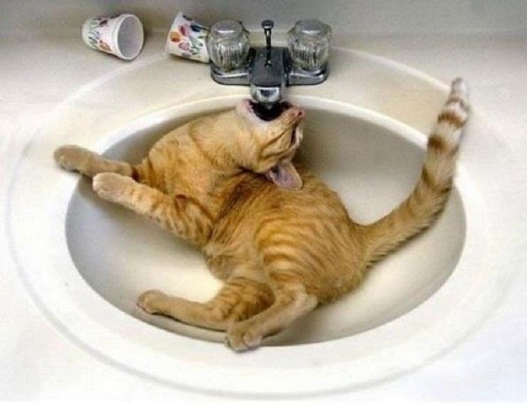 Cat MTk5OTUzNg