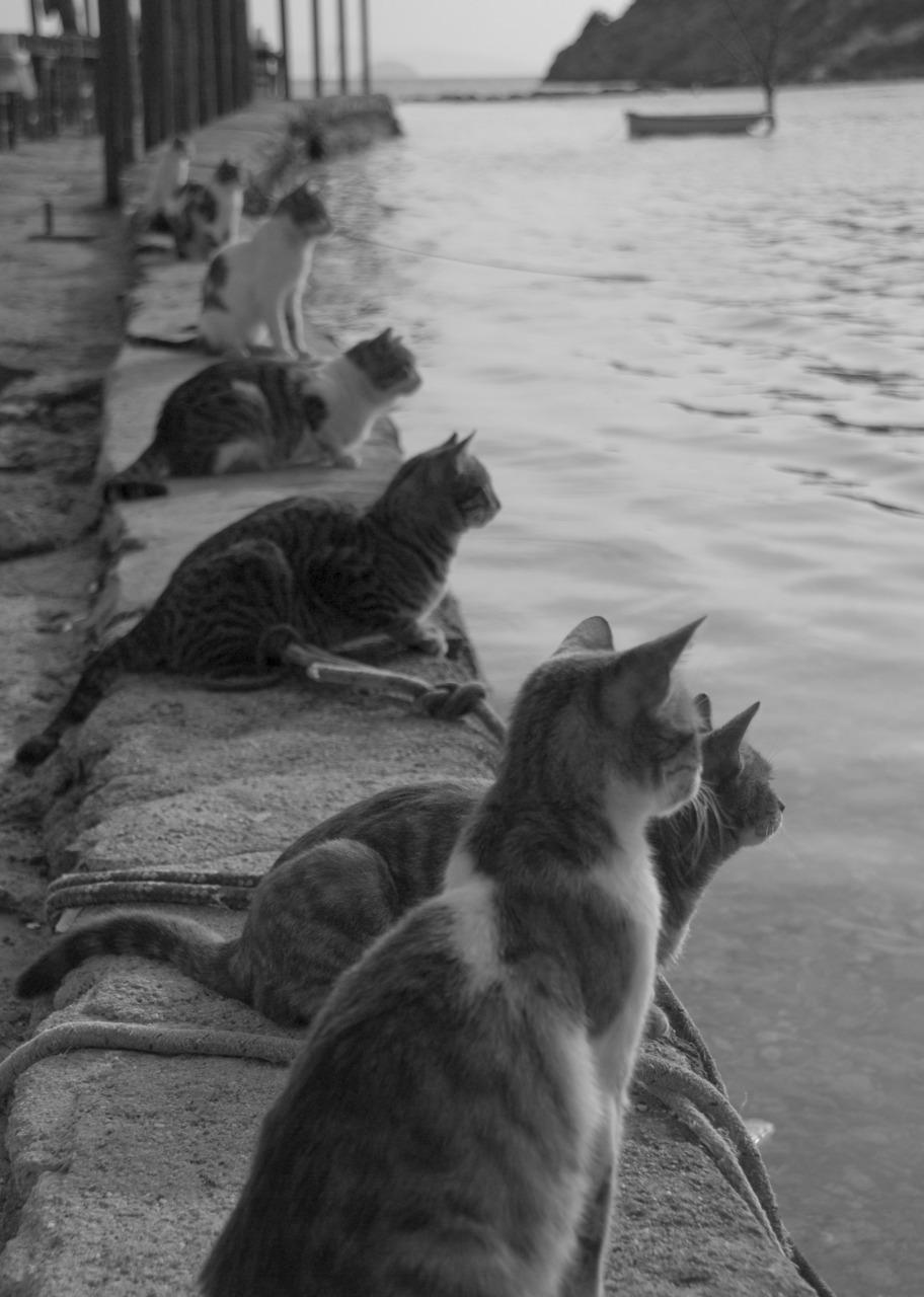 Cat MTk5OTY4Nw