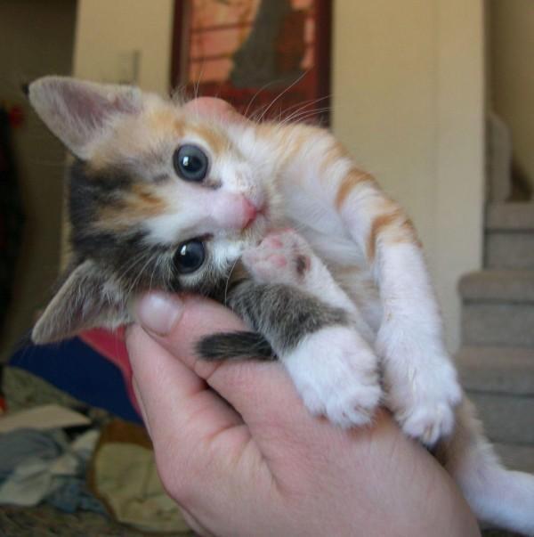 Cat MTkwMTA4Mw