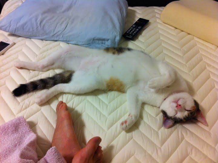 Cat MTkwMjQ1OA