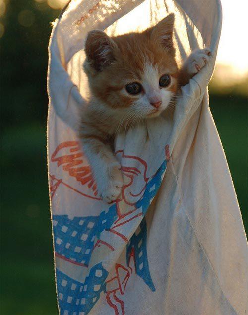 Cat MTkwNjc0NA