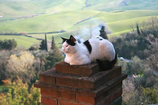 Cat MTkwODU2NA