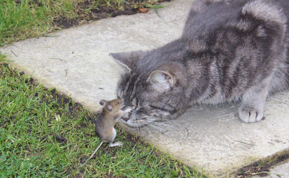 Cat MTkwODcxNw