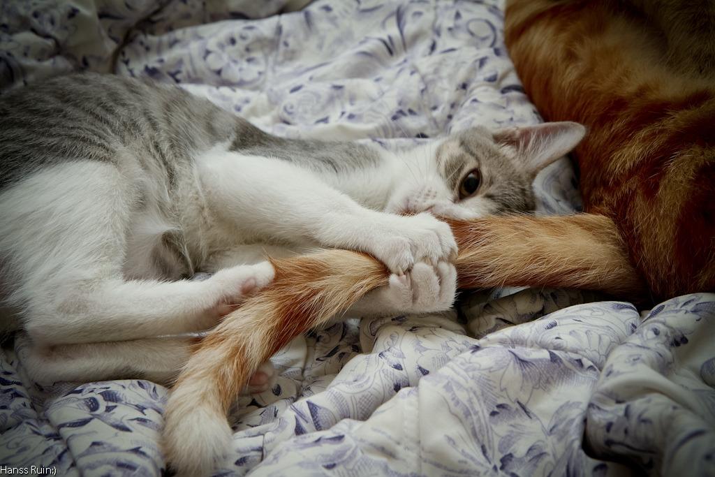 Cat MTkxNTU2MA