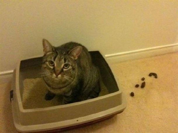 Cat MTkxNjczNw