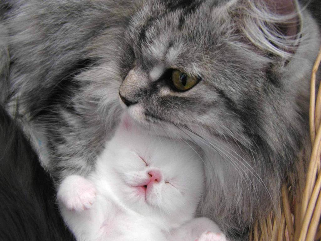 Cat MTkyMTY1OQ
