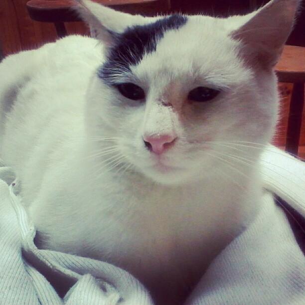 Cat MTkyNDQ1Nw